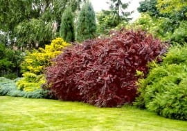 ONE TIME USE ONLY DO JEDNORAZOWEGO UZYCIA SZKOLKARZE