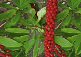 5. Wawrzynek wilczełyko (Daphne mezereum) Owoce zawierają dafnetoksynę i mezereinę. Powodują drętwienie ust, puchnięcie twarzy, ślinotok, bóle brzucha, wymioty, biegunkę, odurzenie, uszkodzenie nerek. Już 10 owoców jest dawką śmiertelną. Na szczęście mają palący smak, więc odruchowo się je wypluwa. Nie są natomiast trujące dla ptaków.