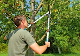 Sekatory z długimi uchwytami pozwalają ciąć nawet dość grube gałęzie drzew