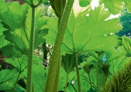 !BBNWB6 Gunnera manicata in spring