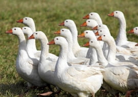 Gesi FOT. DANIEL PACH / URZAD MARSZALKOWSKI