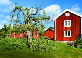 Stara jabłoń po silnym przycięciu ma niższą, dobrze oświetloną koronę. Po prawej: skracanie długopędu nad 3. oczkiem.