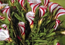 01A948BM Oxalis versicolor SLOWA KLUCZOWE: