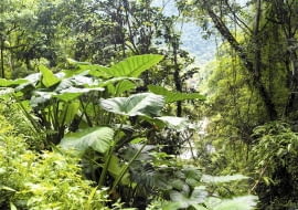 Alokazja amazońska (Alocasia amazonica)