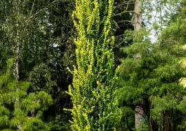 Ulmus hollandica 'Wredei' , Wiąz holenderski 'Wredei'