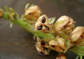 26.10.2003 WARSZAWA OGROD PRYWATNY ROSLINY CEBULOWE EUKOMIS EUCOMIS JESIEN NASIONA ROZMNAZANIE OWOC NASIONA NASIONO FOT. PAWEL SLOMCZYNSKI / AGENCJA GAZETA PUBLIKACJA KWIETNIK NR 5 (113) - 5.2004