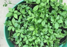 Gynostemma pentaphyllum