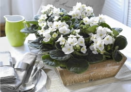 Wei?e Usambaraveilchen in rustikaler Kiste SLOWA KLUCZOWE: Holzkiste Holzkisten Saint Paulia Streichelweiche Zimmerpflanzen Topfpflanze Topfpflanzen Usambaraveilchen Wei?e Bl´ten Zimmerpflanze Zimmerpflanzen rustikal wei? <bertopf <bert^pfe Querformat