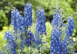 Intensywnie niebieskie kwiaty ostróżki ogrodowej mienią się w słońcu na fioletowo.