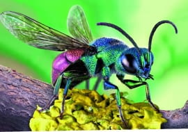 Piękna złotolitka nie buduje gniazd dla swojego potomstwa, lecz składa jaja w gniazdach innych owadów.