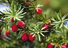 Soczyste owoce są zjadane przez ptaki, które następnie rozsiewają nasiona w sąsiadujących ze sobą ogrodach