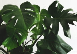monstera