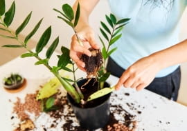 ziemia dla zamiokulkasa