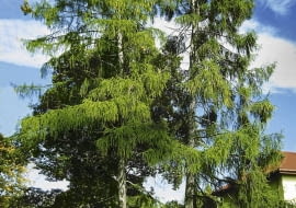 MODRZEW POLSKI LARIX DECIDUA ODMIANA POLONICA DRZEWO IGLASTE FOT. PIOTR BANASZCZAK PUBLIKACJA OGRODY NR 9 (53) - 9.2003 PUBLIKACJA OGRODY NUMER SPECJALNY - KATALOG PROJEKTOW - 4.2004 PUBLIKACJA OGRODY NR 3 (143) - 3 2011 SLOWA KLUCZOWE: OGRODY DRZEWA ROSLINY ZDJĘCIE DO WKŁADKI: PUBLIKACJA OGRODY NR 9 (53) OGRODY NUMER SPECJALNY - KATALOG PROJEKTOW - CZASOPISMA