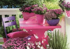 Herbstlicher Balkon mit Herbstastern, Chrysanthemen, Heide, Torfmyrte, Gršser, Astilben SLOWA KLUCZOWE: Astilbe Balkon Besenheide Calluna vulgaris Chrysantheme Chrysanthemum eingetopft Gaultheria mucronata Gaura Heide Herbst Herbstbalkon Herbstzeit Lifestyle lila Patio pink purpur rosa Rosmarinus Stuhl Tisch Hochformat