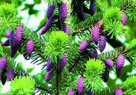 Starsze gałązki świerku wyglądają bardzo malowniczo