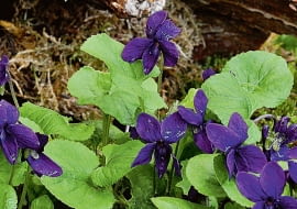UWAGA ! DO JEDNORAZOWEJ PUBLIKACJIOGROD LESNY , KWIATY - FIOLKI WONNE ( VIOLA ODORATA )FOT. LILIANNA SOKOLOWSKAPUBLIKACJA OGRODY NR 10 (138) - 10 2010