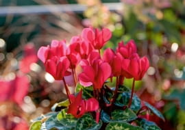 Miniaturowy cyklamen perski - uroczy kwitnący dodatek.