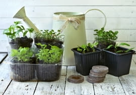 Własnoręcznie zrobiona rozsada to nie tylko oszczędność, ale również ogromna satysfakcja.