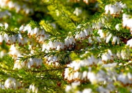 Wrzosiec (Erica). Krzewinki