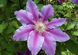 Chcesz, by takie piękne powojniki zdobiły Twój balkon w przyszłym sezonie? Zabezpiecz je przed mrozem.