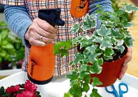 ZRASZANIESPRYSKIWANIE ZRASZACZ NARZEDZIA PRZESADZANIE PIELEGNACJA I UPRAWA ROSLINA DONICZKOWA BLUSZCZ HEDERA HELIX FOT. SERWIS PRASOWY MARKETY OBI PUBLIKACJA KWIETNIK NR. 3 (99) - 03.2003