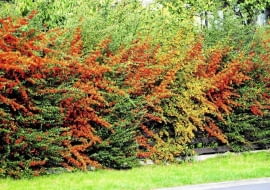 KRZEW OWOCE OGNIK PYRACANTHA COCCINEA ZYWOPLOT FOT. LILIANNA SOKOLOWSKA PUBLIKACJA KWIETNIK NR 10 (166) - 10 2008 PUBLIKACJA LADNY DOM NR 9 (143) - 9 2010 SLOWA KLUCZOWE: ROSLINY OWOCE ZDJĘCIE DO WKŁADKI: PUBLIKACJA KWIETNIK NR 10 (166) - CZASOPISMA