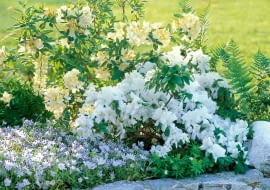 Porcelanki doskonale nadają się na kobierce i rabaty, mogą być ozdobą skalniaków i pojemników