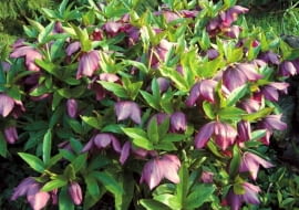 CIEMIERNIK PURPUROWY HELLEBORUS PURPURASCENS