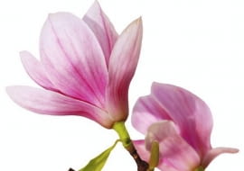 Kwiaty magnolii, choroby magnolii