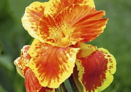 Zdrowe pacioreczniki tworzą okazałe kwiaty na końcach wysokich sztywnych łodyg. Ich płatki mają ciepłe barwy.