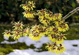 oczar,rośliny ogrodowe,w ogrodzie