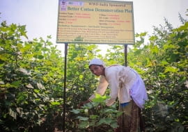 Better Cotton Initiative, uprawa bawełny, bawełna IKEA