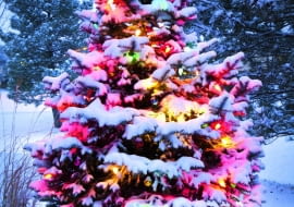 Jodła w świątecznej szacie może też zdobić ogród. Pamiętajmy tylko o strząsaniu z gałęzi śniegu!