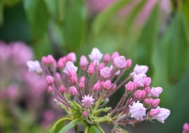 Kalmia