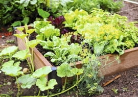 Sadząc warzywa na podwyższonym zagonie wypełnionym mieszanką dobrej ziemi, nie musimy przejmować się złą jakością naturalnej gleby.