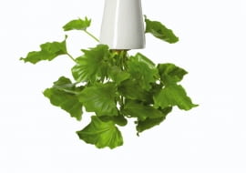 Doniczki i osłonki często mają tak zaskakujące kształty i kolory, że trudno się nawet domyślić ich przeznaczenia. Wśród nich są też pojemniki do zadań specjalnych. <BR />ROŚLINY DONICZKOWE. Doniczka ceramiczna wisząca (siatka wewnątrz przytrzymuje roślinę i podłoże, by nie wypadły; podlewamy od góry) Fabryka Form, 312 zł