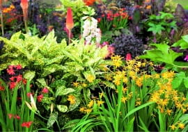 Aukuby mogą rosnąć na rabatach - tu obok dorodnych krokosmii.