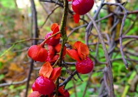 Dławisz okrągłolistny (Celastrus orbiculats). Nazywany bywa pnączem dusicielem, bo z czasem tworzy grube pędy o długości 12 m. Jesienią jego liście przebarwiają się na złoto. Gdy opadną, roślinę przez kilka miesięcy zdobią dojrzewające owoce (o średnicy około 1 cm). Ich żółte osłonki pękają, ukazując nasiona w czerwonych lub pomarańczowych osnówkach. Ale uwaga, owocują jedynie egzemplarze żeńskie (np. odmiana 'Diana'), które zostały zapylone przez okazy męskie (np. odmianę 'Herkules'). W ogrodzie gatunek ten potrzebuje mocnych podpór i wymaga intensywnego cięcia. Mniej silnie rozrasta się na ubogich glebach.