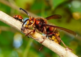 Szerszeń europejski