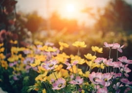 Jak urządzić funkcjonalny i stylowy ogród na sezon wiosenno-letni?