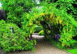 22.05.2008 LONDYN , CAPEL MANOR COLLEGE AND GARDENS - PERGOLA POROSNIETA ZLOTOKAPEM DLA CZASOPISMA OGRODY FOT. ARKADIUSZ SCICHOCKI / AGENCJA GAZETA PUBLIKACJA KWIETNIK NR 4 (196) - 4 2011