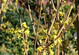 Forsycja pośrednia (Forsythia ×intermedia) Lynwood