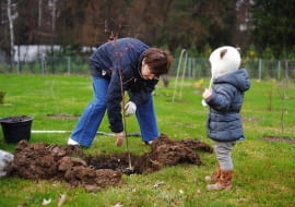 SADZĄC DRZEWKO, pilnujmy, by pień nie odchylił się od pionu. Warto też przywiązać go do palika.