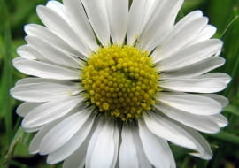 Stokrotka afrykańska