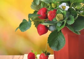 TRUSKAWKI W POJEMNIKACH udadzą się tylko na dobrze nasłonecznionych balkonach.