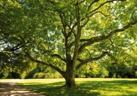 Korona platanu rozpościera się szeroko (do 25 m), ale dzięki ażurowej budowie przepuszcza sporo światła.