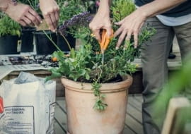 Ogródek na balkonie