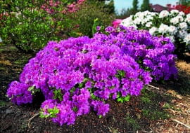 12.05.2009 PISARZOWICE SZKOLKA KRZEWOW OZDOBNYCH - EUGENIUSZ PUDELEK N/Z AZALIA JAPONSKA " KONIGSTEIN " FOT. MICHAL MUTOR / AGENCJA GAZETA