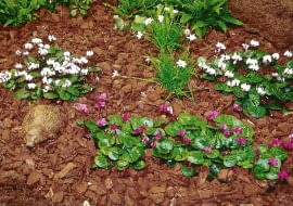 CYKLAMEN NEAPOLITANSKI CYCLAMEN HEDERIFOLIUM ROSLINA NA SALNIAK KORA MULCZOWANIE SCIOLKOWANIE SCIOLKA LATO JESIEN FOT. PAWEL SLOMCZYNSKI / AGENCJA GAZETA SLAJD MALY PUBLIKACJA KWIETNIK NR 10 (118) - 10.2004